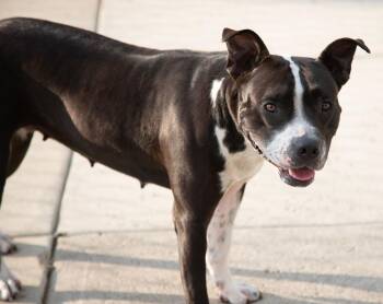 Rescue Mixed Breed Dogs for Adoption in Westfield, New York - Mia | PetCurious