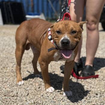 Rescue Pit Bull Terrier Dogs for Adoption in Columbia, South Carolina - Marvel | PetCurious