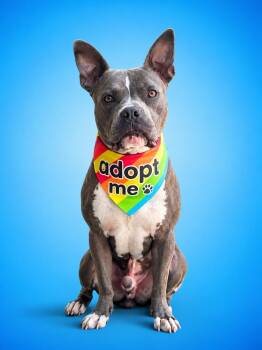 Macaroni-ADOPT Me -  Pit Bull Terrier Dog for Adoption in Redondo Beach, California - Macaroni-ADOPT Me | PetCurious