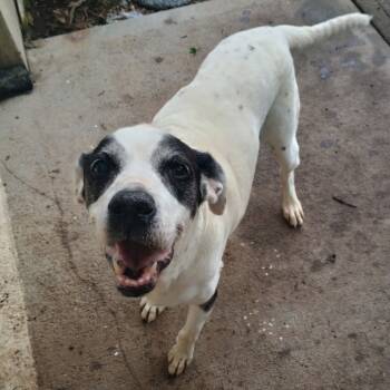Rescue Hound and Mixed Breed Dogs for Adoption in Cumming, Georgia - Jazzy Lee 21533 | PetCurious