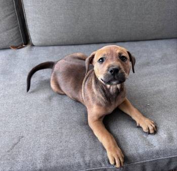 Teddy Bear -  Hound and Australian Cattle Dog Blue Heeler Dog for Adoption in Barnhart, Missouri - Teddy Bear | PetCurious