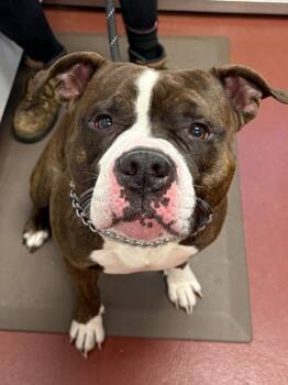 Rescue Pit Bull Terrier Dogs for Adoption in Salisbury, Maryland - Duncan | PetCurious