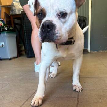 Hector Stray Hold 6/24 -  Mixed Breed Dog for Adoption in Huntington, West Virginia - Hector Stray Hold 6/24 | PetCurious