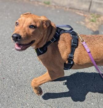 Pit Bull Terrier Dogs Available for Adoption - Mimmy | PetCurious