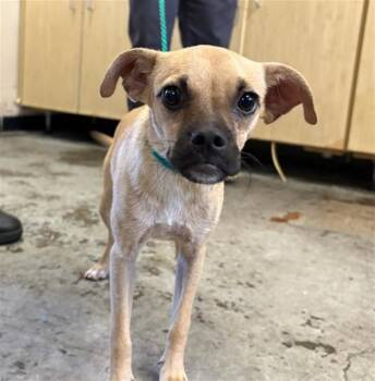 PENNY -  Pug and Chihuahua Dog for Adoption in Camarillo, California - PENNY | PetCurious
