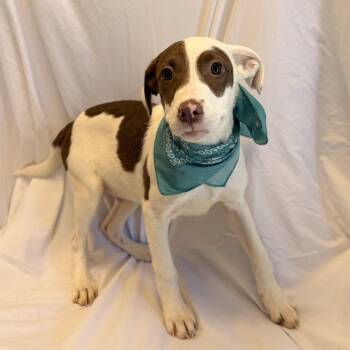 Lafayette -  Mixed Breed Dog for Adoption in Canal Winchester, Ohio - Lafayette | PetCurious