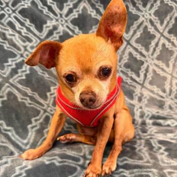 Chihuahua Dogs Available for Adoption in San Francisco, California - Ozark 14055 | PetCurious