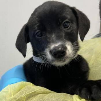 Catahoula Leopard Dog and Labrador Retriever Dogs Available for Adoption in Hattiesburg, Mississippi - Amberly | PetCurious