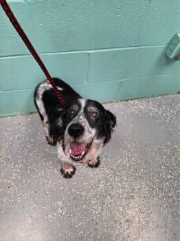 Chupacabra -  Spaniel Dog for Adoption in Rockport, Texas - Chupacabra | PetCurious