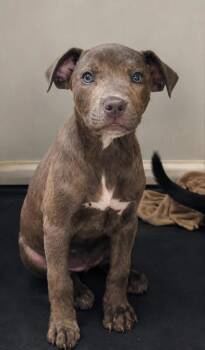 Elleigh -  Pit Bull Terrier and Mixed Breed Dog for Adoption in West Memphis, Arkansas - Elleigh | PetCurious