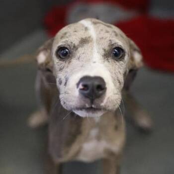 Hazel -  American Staffordshire Terrier and Mixed Breed Dog for Adoption in San Antonio, Texas - Hazel | PetCurious