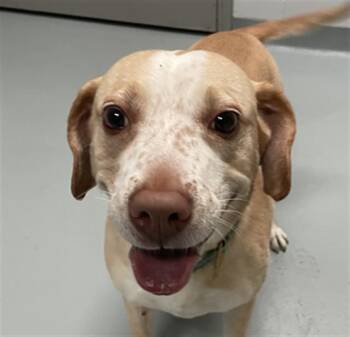 PEACH -  Labrador Retriever and Mixed Breed Dog for Adoption in St. Cloud, Florida - PEACH | PetCurious