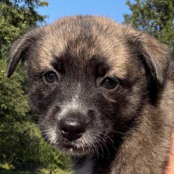 Shelby - purple -  Border Collie and Black Labrador Retriever Dog for Adoption in Greenfield, Indiana - Shelby - Purple | PetCurious
