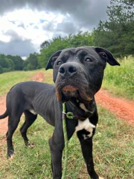 Pit Bull Terrier Dogs Available for Adoption in Charlotte, North Carolina - WARNER | PetCurious