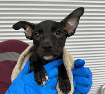 Rescue Chihuahua and Mixed Breed Dogs for Adoption in Bryan, Texas - 59804415 | PetCurious