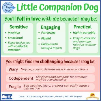 Mixed Breed Dogs Available for Adoption in South Burlington, Vermont - Fozzie Bear | PetCurious
