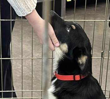 Oreo -  Shepherd Dog Available for Adoption in Mingus, Texas - Oreo | PetCurious
