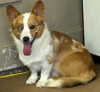 SAM -  Corgi Dog for Adoption in Rossford, Ohio - SAM | PetCurious