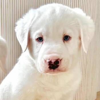Catahoula Leopard Dog and Great Pyrenees Dogs Available for Adoption - Melo~  | PetCurious