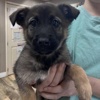 Australian Shepherd Dogs Available for Adoption - NY Cindy Crawford Avail Mar 21 (Tractor Supply Patterson NY) | PetCurious