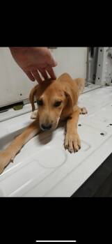 Rescue Labrador Retriever and Hound Dogs for Adoption in Hot Springs, Arkansas - Bitters | PetCurious