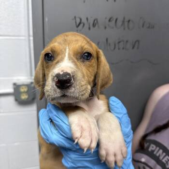 Black Mouth Cur and Treeing Walker Coonhound Dogs Available for Adoption in Hattiesburg, Mississippi - Atlas | PetCurious