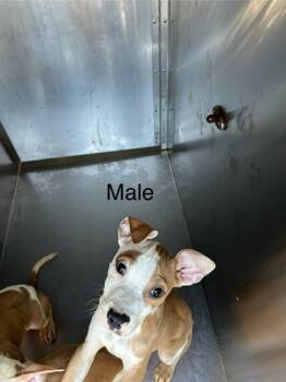 Rescue Pit Bull Terrier and Mixed Breed Dogs for Adoption in Fort Worth, Texas - Dax | PetCurious