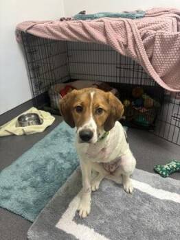 Hound and Mixed Breed Dogs Available for Adoption in Richmond, Virginia - Sunflower | PetCurious