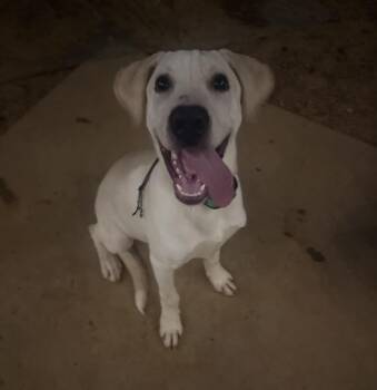 Mellow -  Yellow Labrador Retriever Dog for Adoption in Hiawatha, Kansas - Mellow | PetCurious
