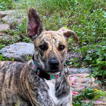 Mama Molly LH -  Plott Hound and Mixed Breed Dog for Adoption in Austin, Texas - Mama Molly LH | PetCurious