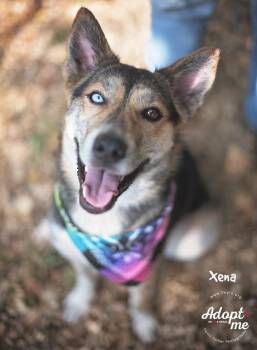 Rescue Husky and Australian Cattle Dog Blue Heeler Dogs for Adoption in Humble, Texas - Xena | PetCurious