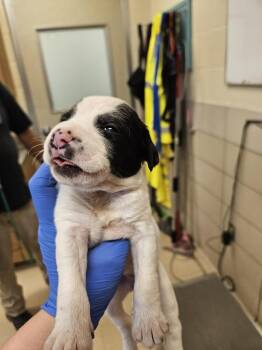 Rosie (Raquel) -  Border Collie and Mixed Breed Dog for Adoption in Bossier City, Louisiana - Rosie (Raquel) | PetCurious