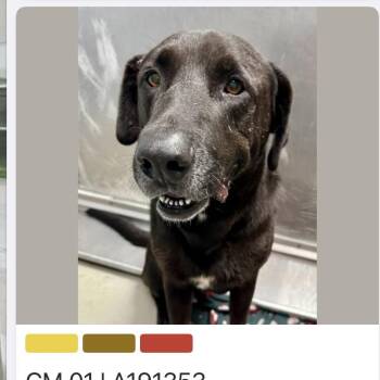 bilbo waggins -  Black Labrador Retriever and Chocolate Labrador Retriever Dog for Adoption in Spring Hill, Kansas - Bilbo Waggins | PetCurious