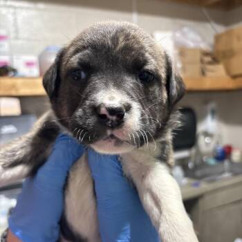 Mixed Breed Dogs Available for Adoption in Milton, Florida - Autumn | PetCurious