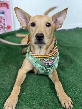 Caramelo-One of our Amazing Rescue Dogs -  Carolina Dog and Yellow Labrador Retriever Dog for Adoption in Carlsbad, California - Caramelo-One Of Our Amazing Rescue Dogs | PetCurious