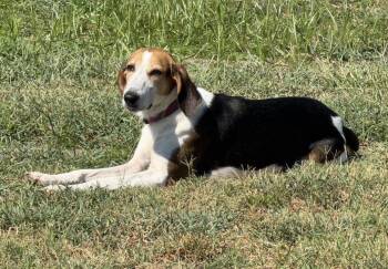 Renee -  Hound Dog for Adoption in Calabash, North Carolina - Renee | PetCurious