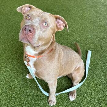 Doug -  Mixed Breed Dog for Adoption in West Palm Beach, Florida - Doug | PetCurious