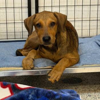 Banks -  Terrier and Mixed Breed Dog for Adoption in Sunrise, Florida - Banks | PetCurious