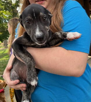 Rescue Border Collie and Labrador Retriever Dogs for Adoption in Gilberts, Illinois - NEELY | PetCurious