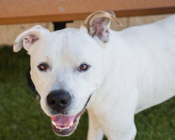 Snowman -  American Staffordshire Terrier Dog for Adoption in Mont Belvieu, Texas - Snowman | PetCurious