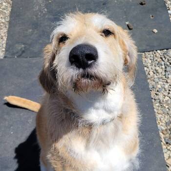 Johnny - Local Cutie -  Wirehaired Vizsla and Hound Dog for Adoption in Andover, Massachusetts - Johnny - Local Cutie | PetCurious