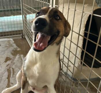Howard -  Saint Bernard Dog for Adoption in Big Spring, Texas - Howard | PetCurious
