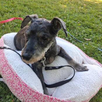 Misty *Avail by Appt* -  Miniature Schnauzer Dog for Adoption in Kennebunk, Maine - Misty *Avail By Appt* | PetCurious