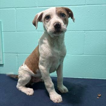 Pit Bull Terrier Dogs Available for Adoption in Cabot, Arkansas - Jesse Cole | PetCurious