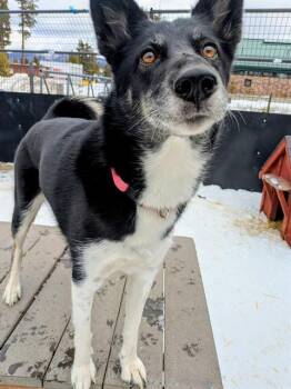 SAKARI -  Husky Dog for Adoption in Frisco, Colorado - SAKARI | PetCurious