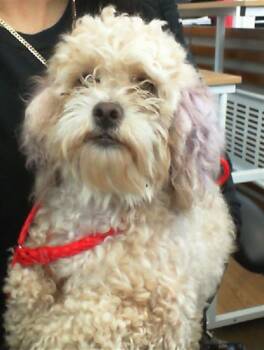 Rescue Mixed Breed Dogs for Adoption in Dallas, Texas - POOKIE | PetCurious