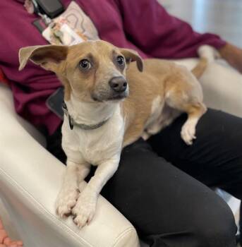 Dachshund and Chihuahua Dogs Available for Adoption - TOMMY | PetCurious