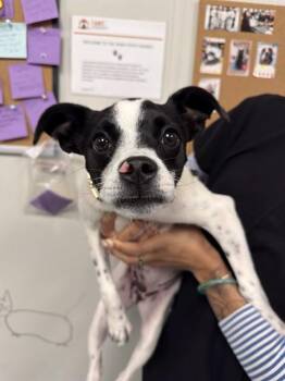 Chihuahua and Mixed Breed Dogs Available for Adoption - OREO | PetCurious