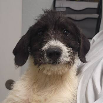 Rescue Mixed Breed Dogs for Adoption in Troy, Illinois - Ricky | PetCurious