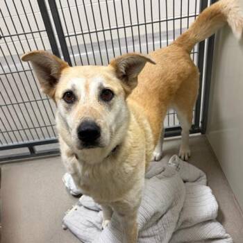 Lilly -  Shepherd and Mixed Breed Dog for Adoption in Naperville, Illinois - Lilly | PetCurious